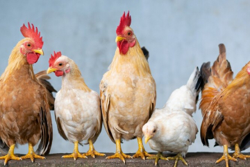 Внесение изменений в технический регламент на мясо птицы находится на рассмотрении