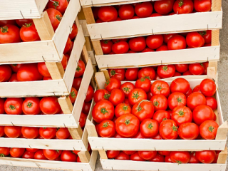 Россия увеличила квоту на импорт турецких помидоров